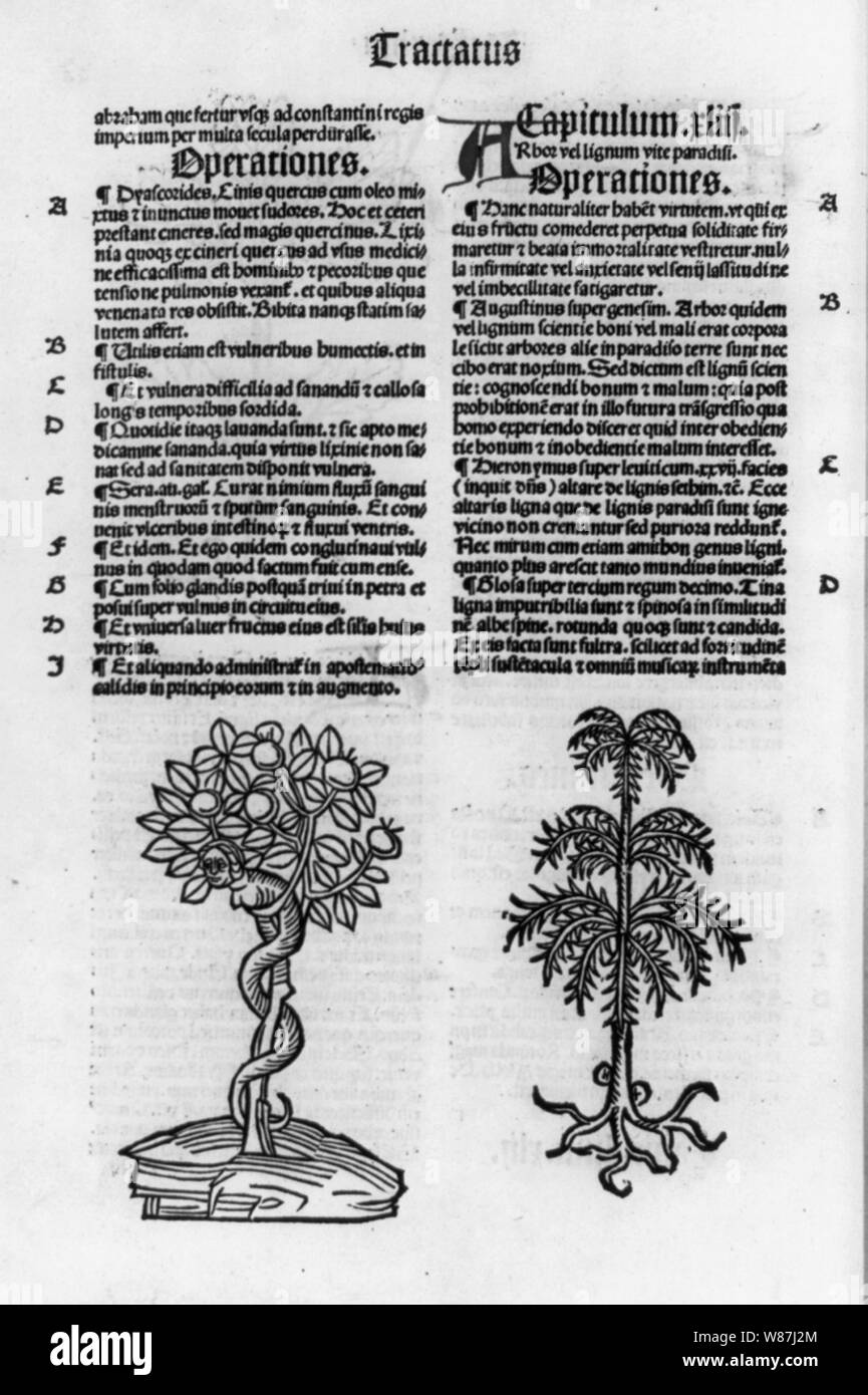 2 botanische Illus. und Seite mit Text Stockfoto