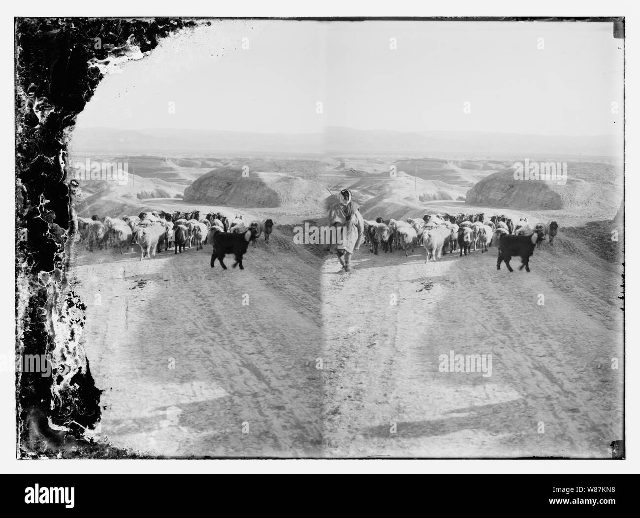 Psalm 23, Schafe Stockfoto