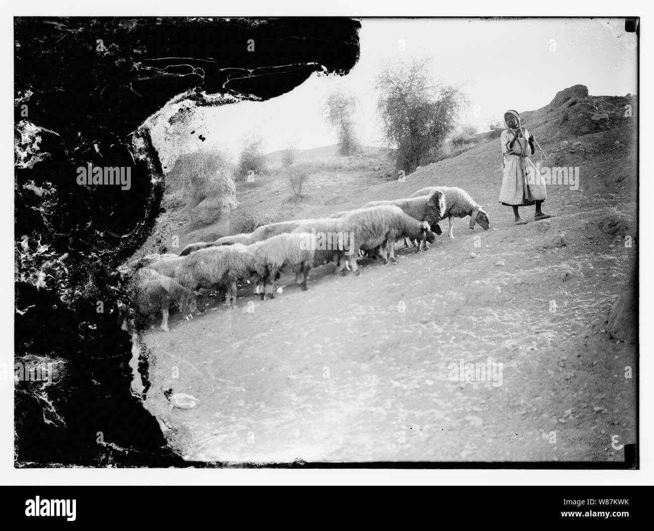 Psalm 23, Schafe Stockfoto