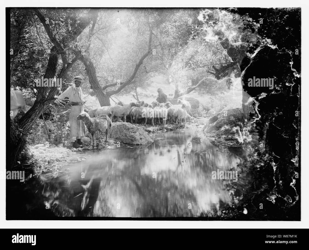 Psalm 23, Schafe Stockfoto