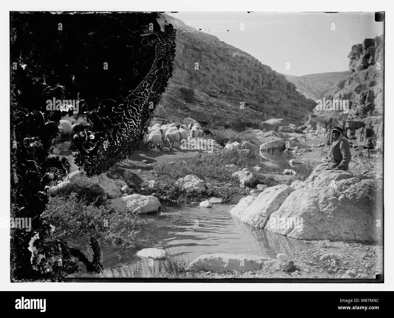 Psalm 23, Schafe Stockfoto