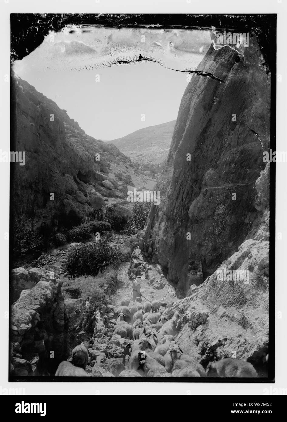 Psalm 23, Schafe Stockfoto