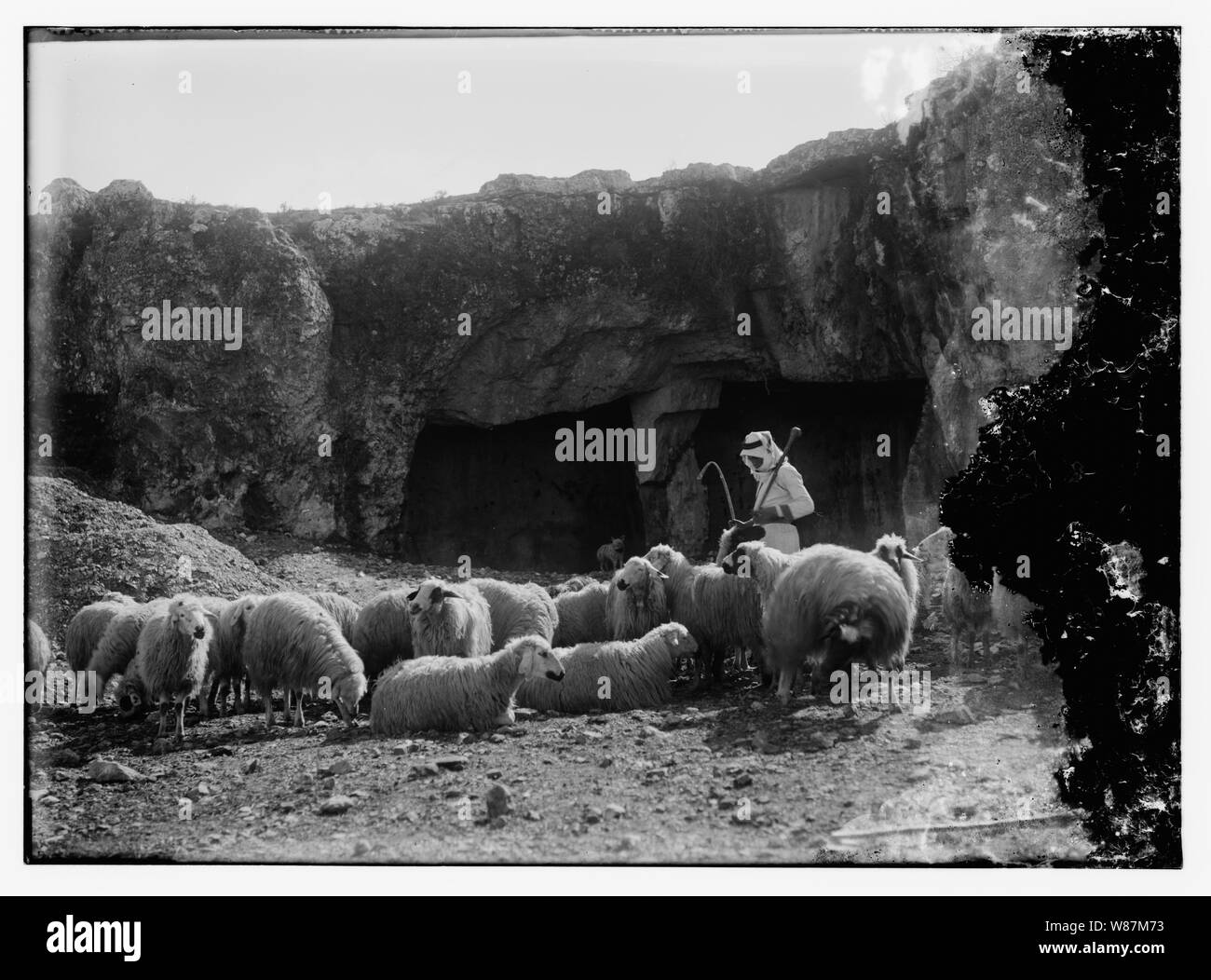 Psalm 23, Schafe Stockfoto