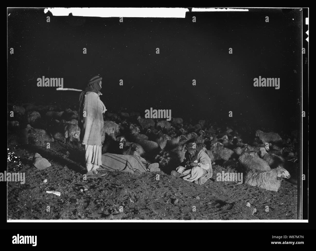 Psalm 23, Schafe Stockfoto