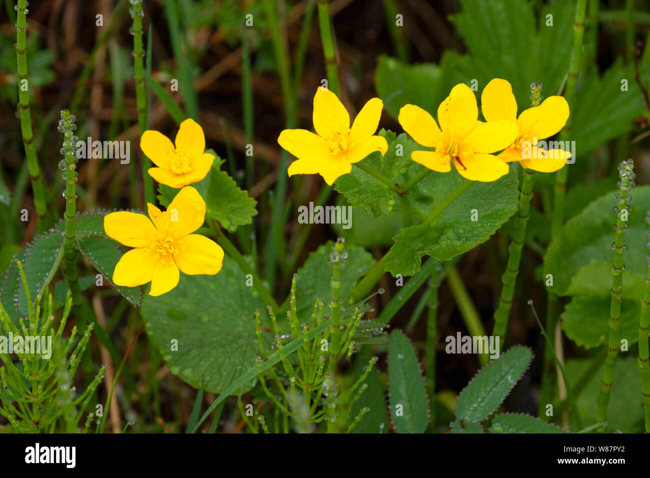 Gelbe Sumpfdotterblume (Caltha palustris), Blumen, Cove, Neufundland und Labrador, Kanada Stockfoto