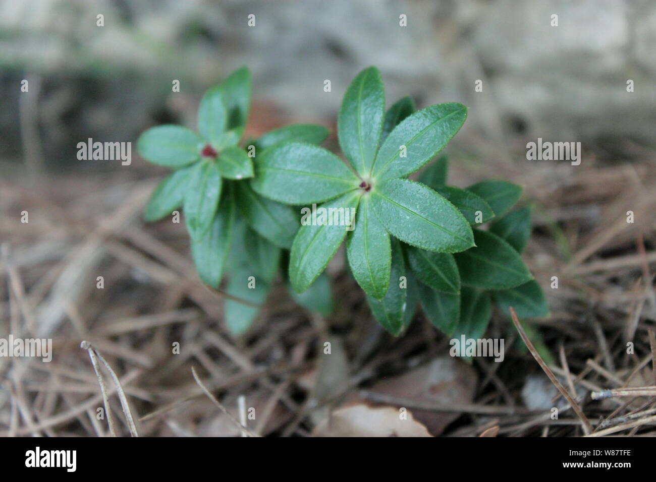 Die gemeinsame wilder Krapp (Rubia peregrina) im Nationalpark Mljet, Kroatien Stockfoto