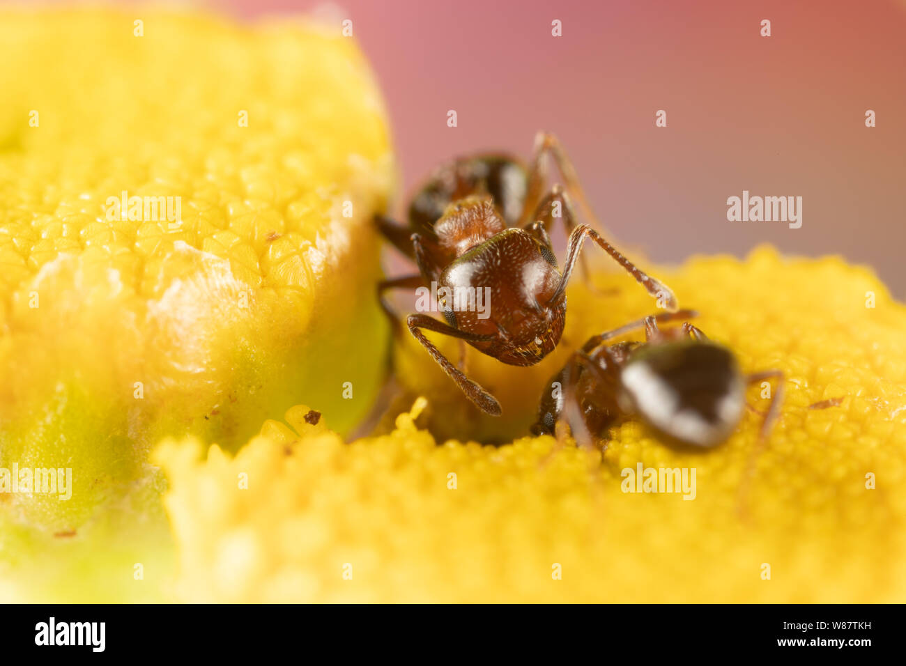 Makro Foto von kleinen Feuerameisen essen Pollen aus einem Tansy Blume. Stockfoto