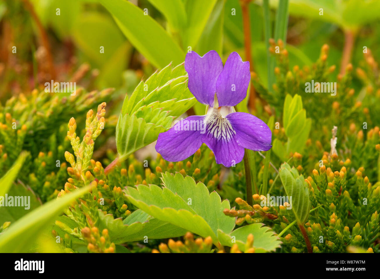 Purpur violett entlang Philip's Garden Coastal Trail, Port au Choix National Historic Site, Neufundland und Labrador, Kanada Stockfoto