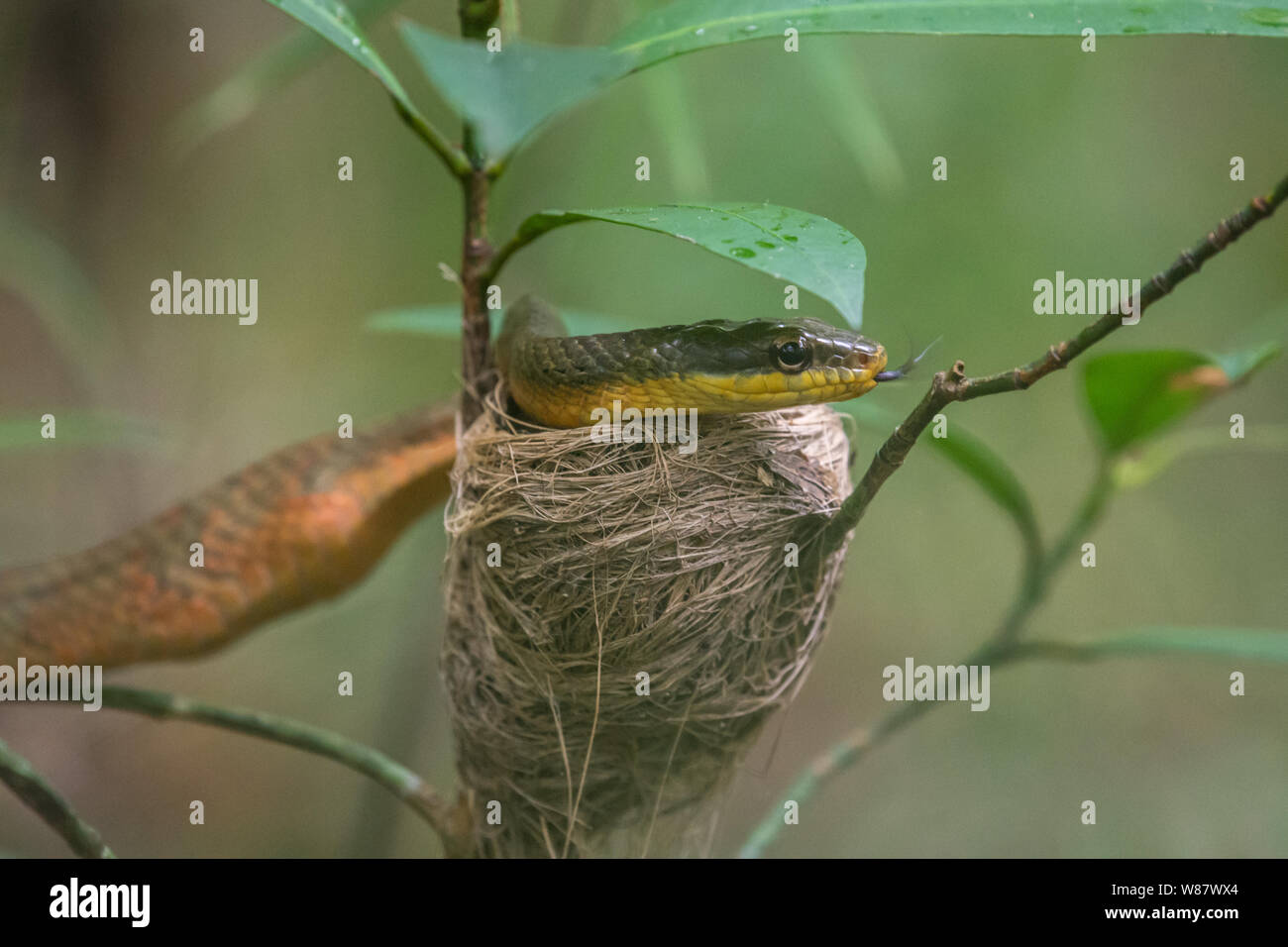 Vogel die Schlange ißt, schlichten baby Vögel aus dem Nest. Stockfoto