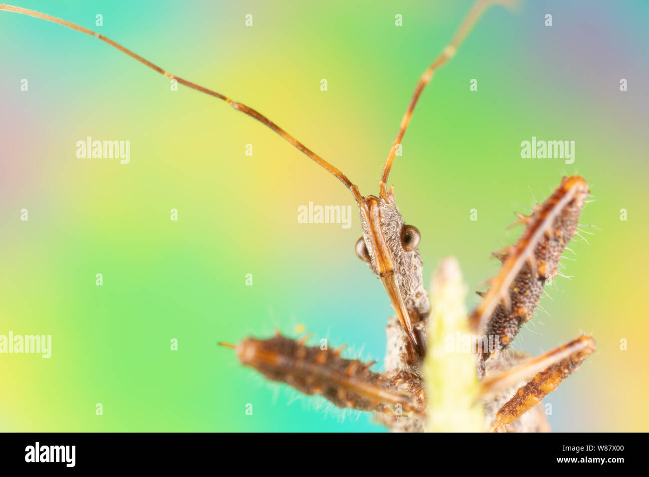 Makroaufnahme eines Assassin bug Nahaufnahme mit Spikes, Haar, und einen farbigen Hintergrund. Stockfoto