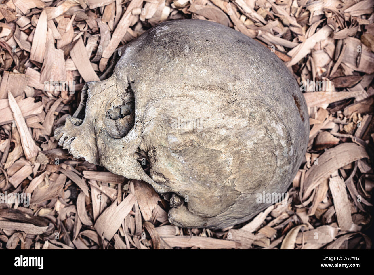 Detail des menschlichen Schädels auf Hintergrund aus Holzspänen. Bild verwendbar für Thriller und Horror Themen. Stockfoto