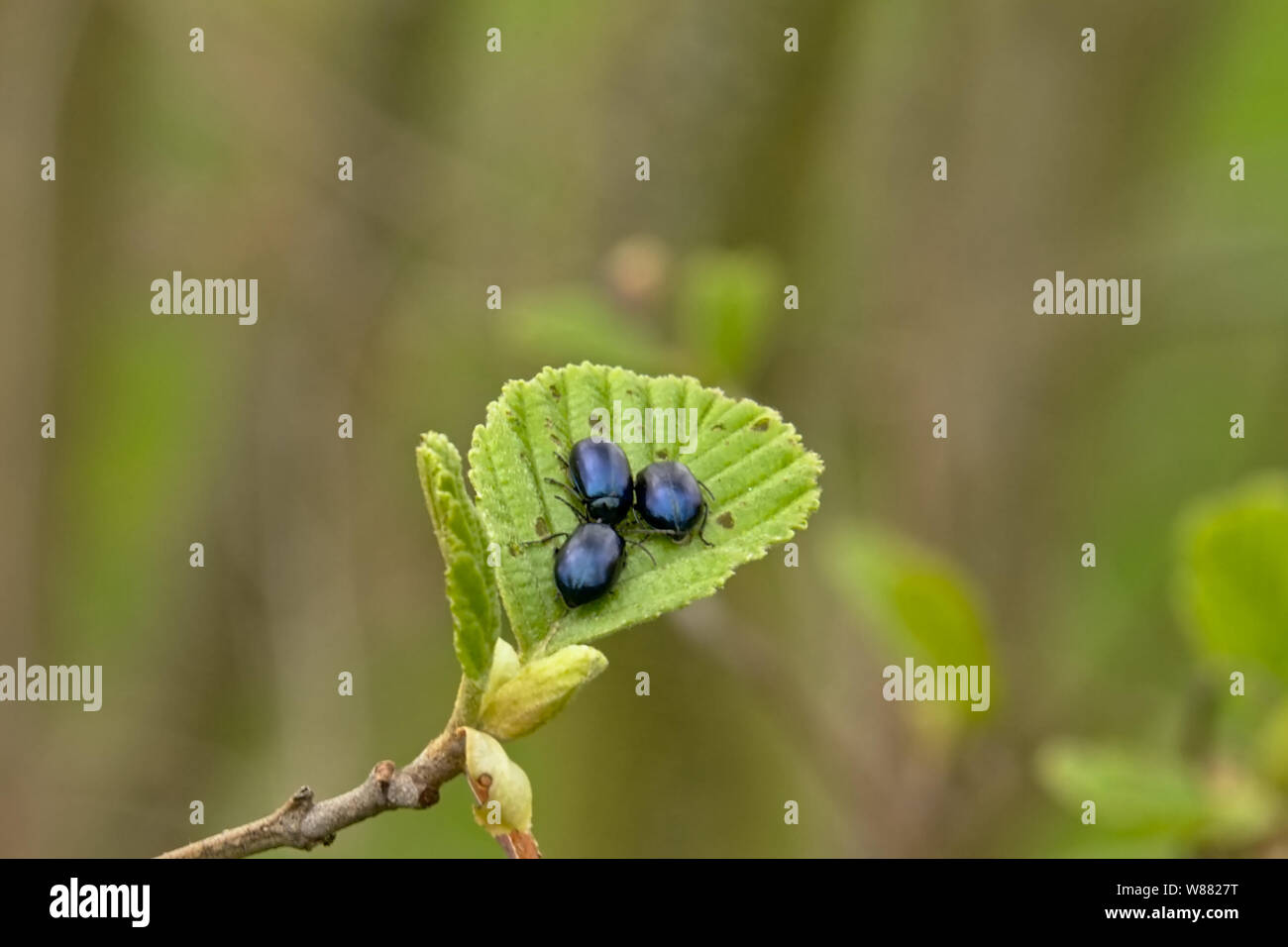 In der Nähe von Erlen blatt Käfer sitzen auf einem Blatt, selektiver Fokus mit Bokeh grüner Hintergrund - Agelastica alni Stockfoto