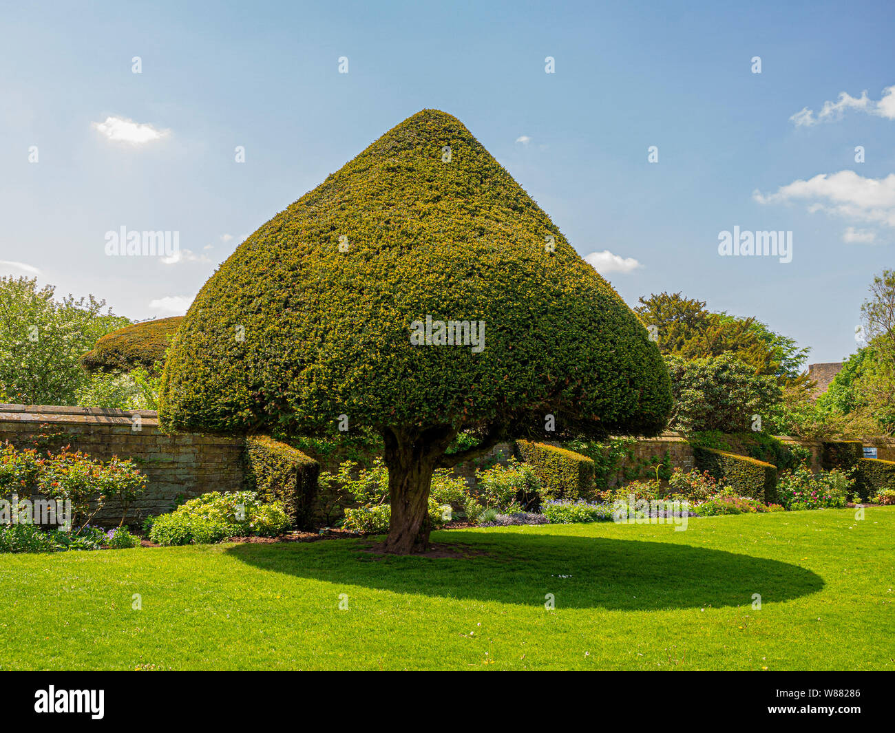 Eibe abgeschnitten in Kegelform Stockfotografie - Alamy