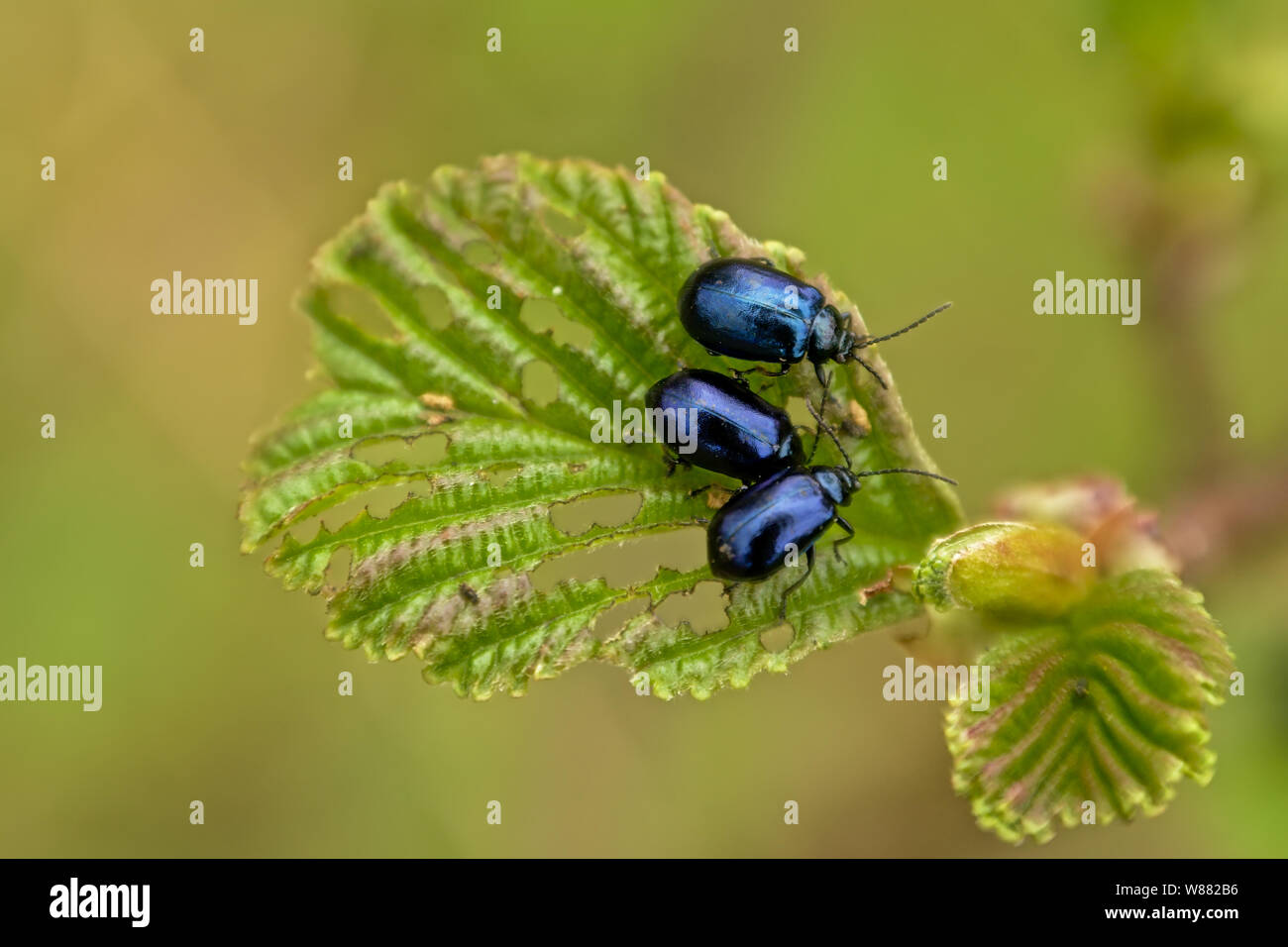 In der Nähe von Erlen blatt Käfer sitzen auf einem Blatt, selektiver Fokus mit Bokeh grüner Hintergrund - Agelastica alni Stockfoto