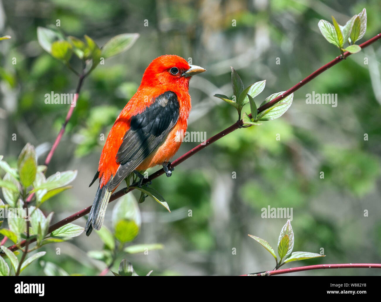 Nahaufnahme des schönen roten und schwarzen Vogel, Scarlet Tanager (Piranga olivacea) in grüner Strauch im Frühjahr Migration in Ontario, Kanada hocken Stockfoto