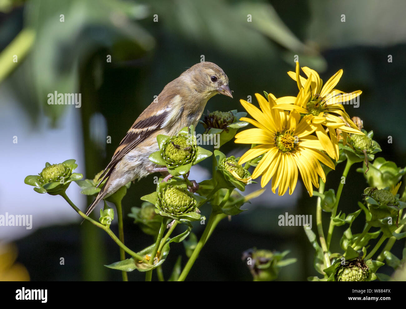 Nahaufnahme des kleinen Vogels American Goldfinch (spinus Tristis) hocken und Fütterung auf Samen der gelbe Blumen in Ontario, Kanada. Stockfoto