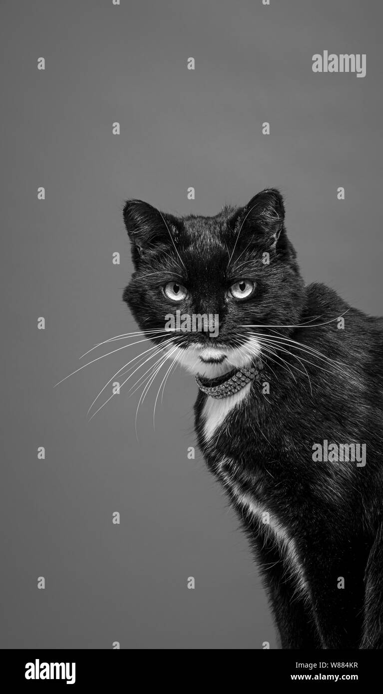 Böswillige suchen Katze gegen grauer Hintergrund Stockfoto