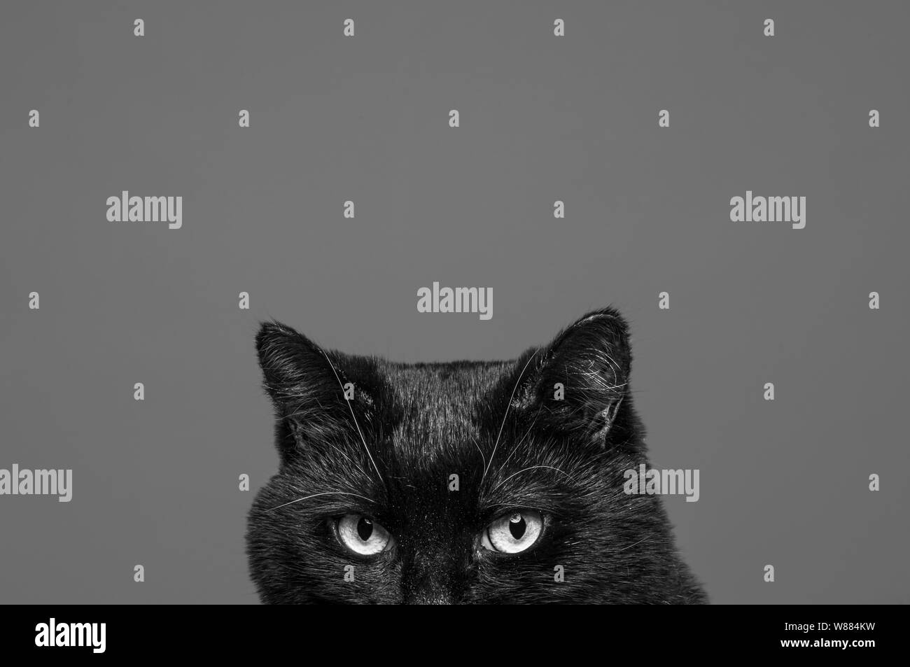 Böswillige suchen Katze gegen grauer Hintergrund Stockfoto