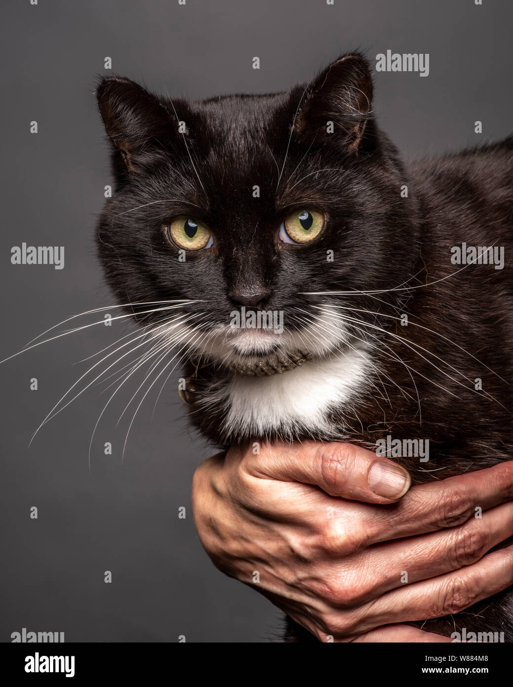 Katze mit alten Personen Hand Stockfoto