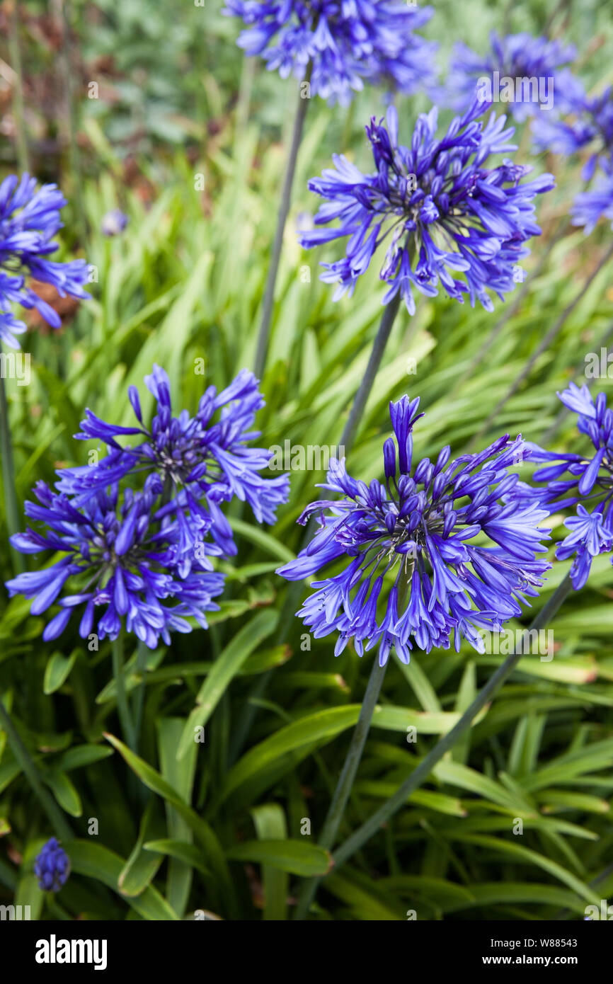 Die lila-blaue Blüten der Agapanthus Orientalis Anlage Stockfoto