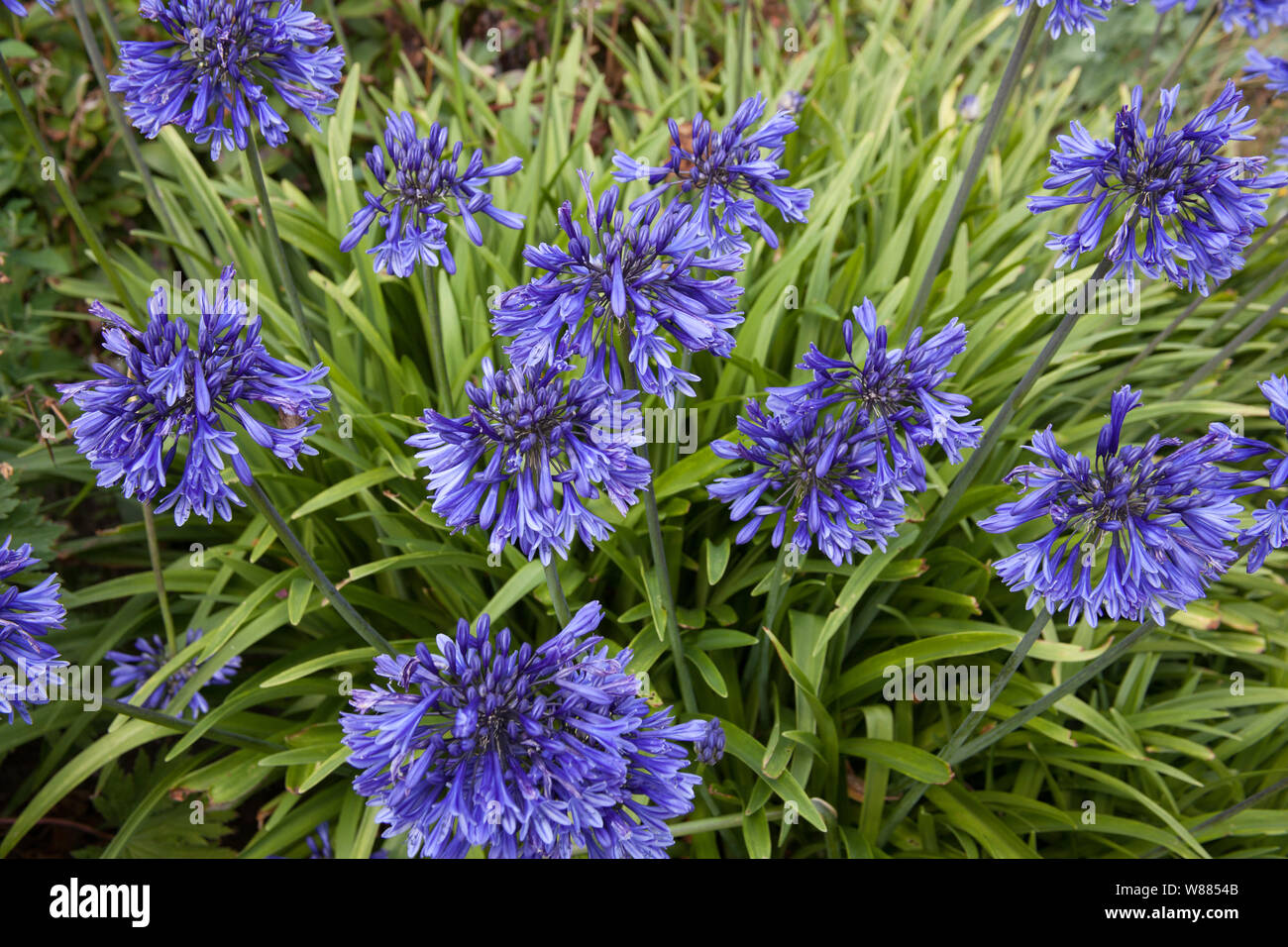 Die lilablaue Blüten der Agapanthus Orientalis Anlage Stockfotografie