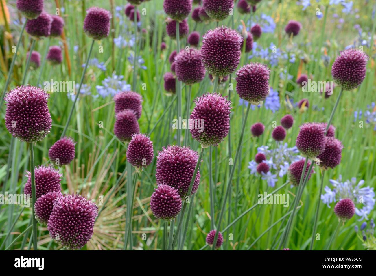 Allium Sphaerocephalon round-headed Leek round-headed Knoblauch Blumen Stockfoto