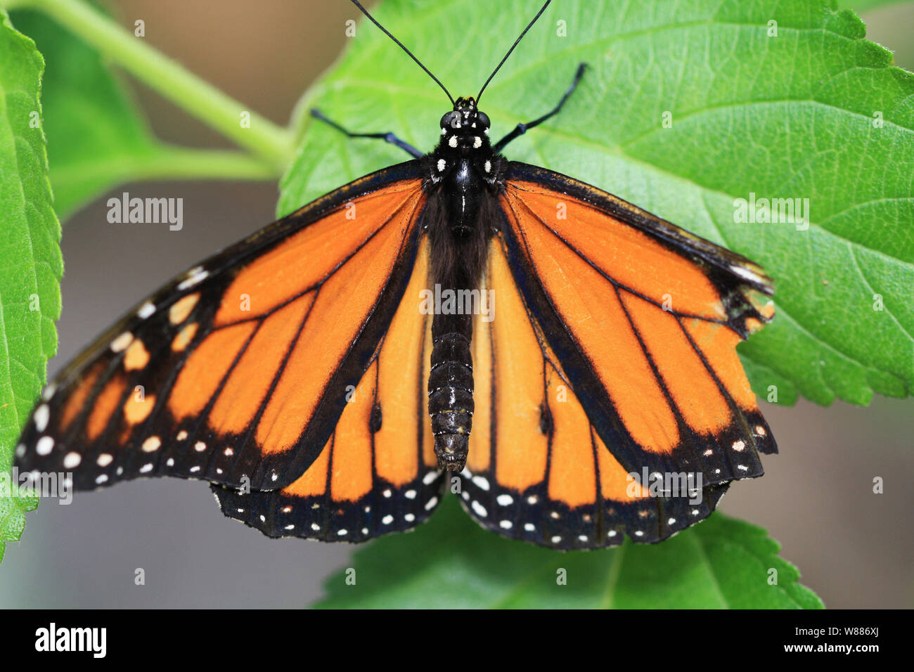 Monarchfalter Stockfoto