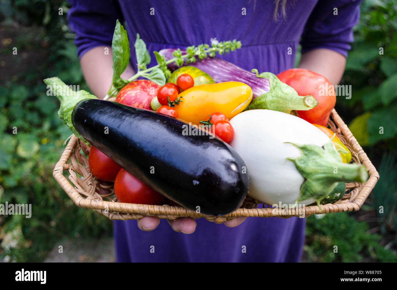 Ein Mädchen trägt frisch gepflückte Bio öko Gemüse im Garten. Organische egglants oder Auberginen, verschiedene Arten von Tomaten und Basilikum. Stockfoto