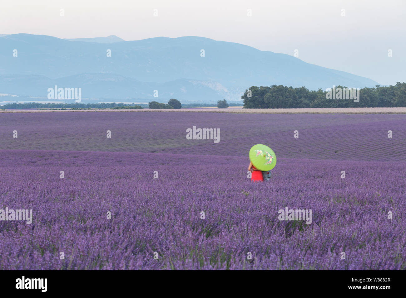 Eine Frau steht in einem Feld von Lavendel auf dem Plateau de Valensole, Provence, Frankreich. Stockfoto