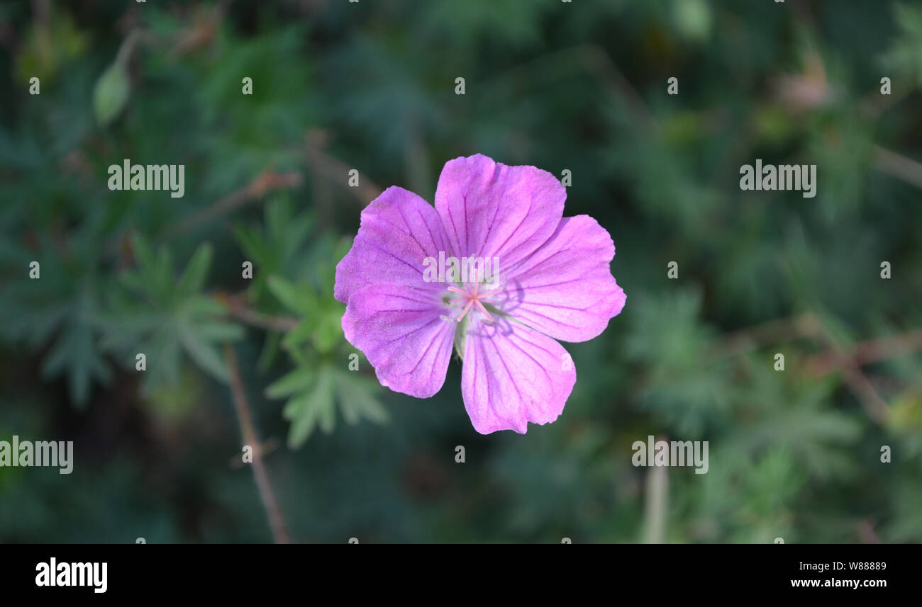 Sommer in Nova Scotia: Nahaufnahme von Geranium Flower Stockfoto