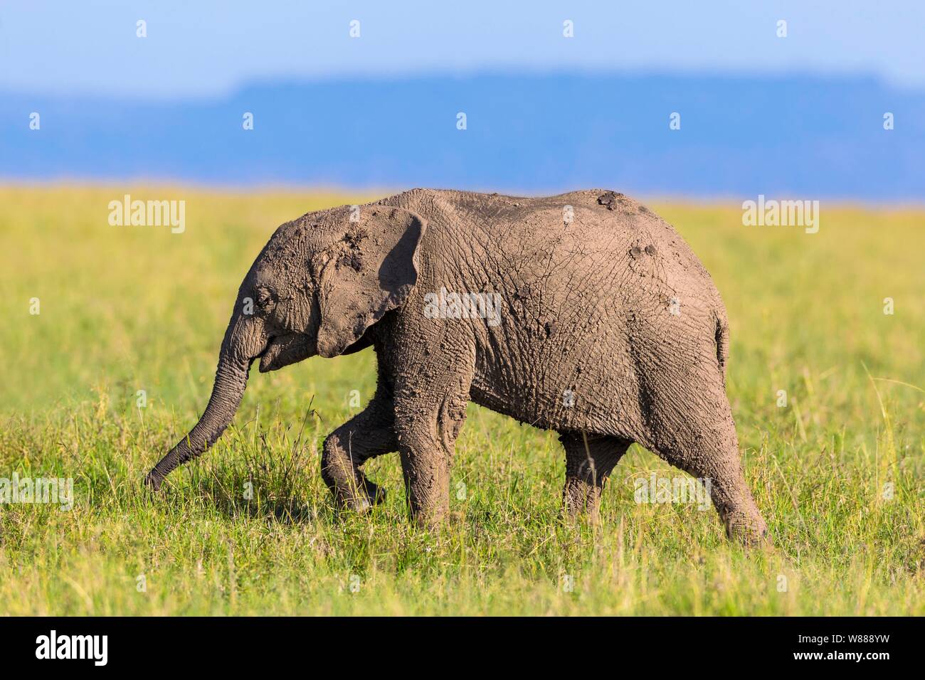 Junger Afrikanischer Elefant (Loxodonta africana), Elephant Kalb in Schlamm bedeckt, Wandern in der Savanne, Masai Mara National Reserve, Kenia Stockfoto