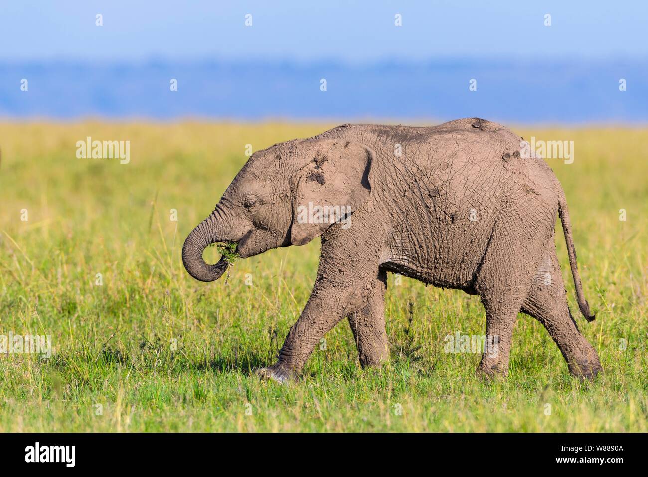 Junger Afrikanischer Elefant (Loxodonta africana), Elephant Kalb in Schlamm bedeckt, Wandern in der Savanne, Masai Mara National Reserve, Kenia Stockfoto