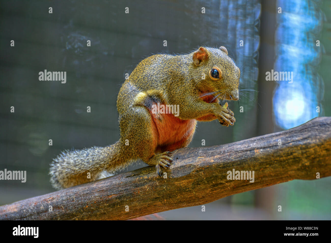 Eichhörnchen-Portrait Stockfoto