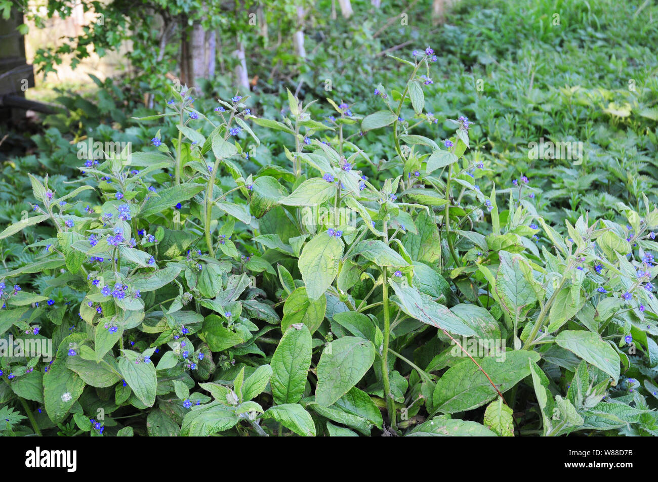 Grün, alkanet Pentaglottis sempervirens, immer an der Seite einer Landstraße. Stockfoto