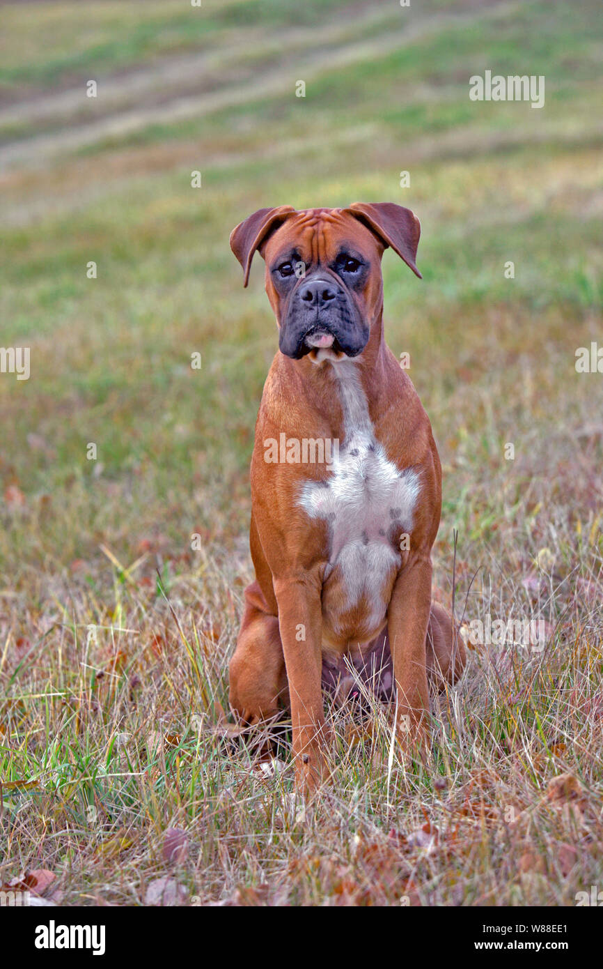 Schöne Deutscher Boxer Hund, männlich im Gras sitzen in der Wiese im Herbst, Porträt, frontale Ansicht. Stockfoto