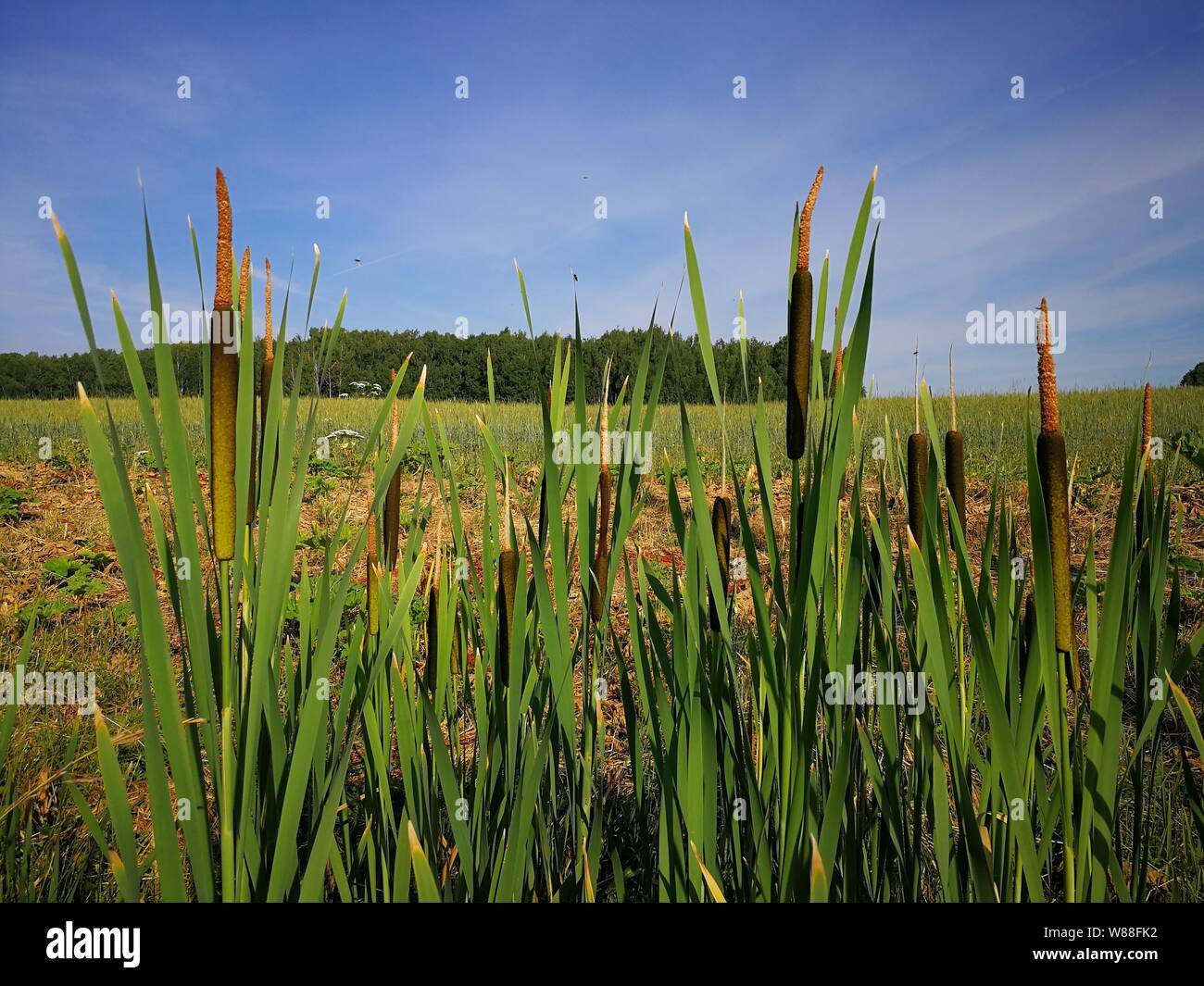 Sumpf Schilf auf einem kleinen Sumpf am Rande des Waldes Stockfoto