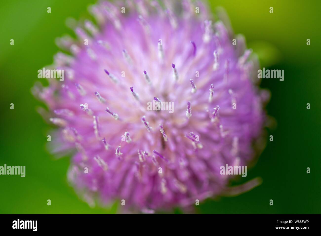 Extreme Nahaufnahme der Lila Blume Stockfoto