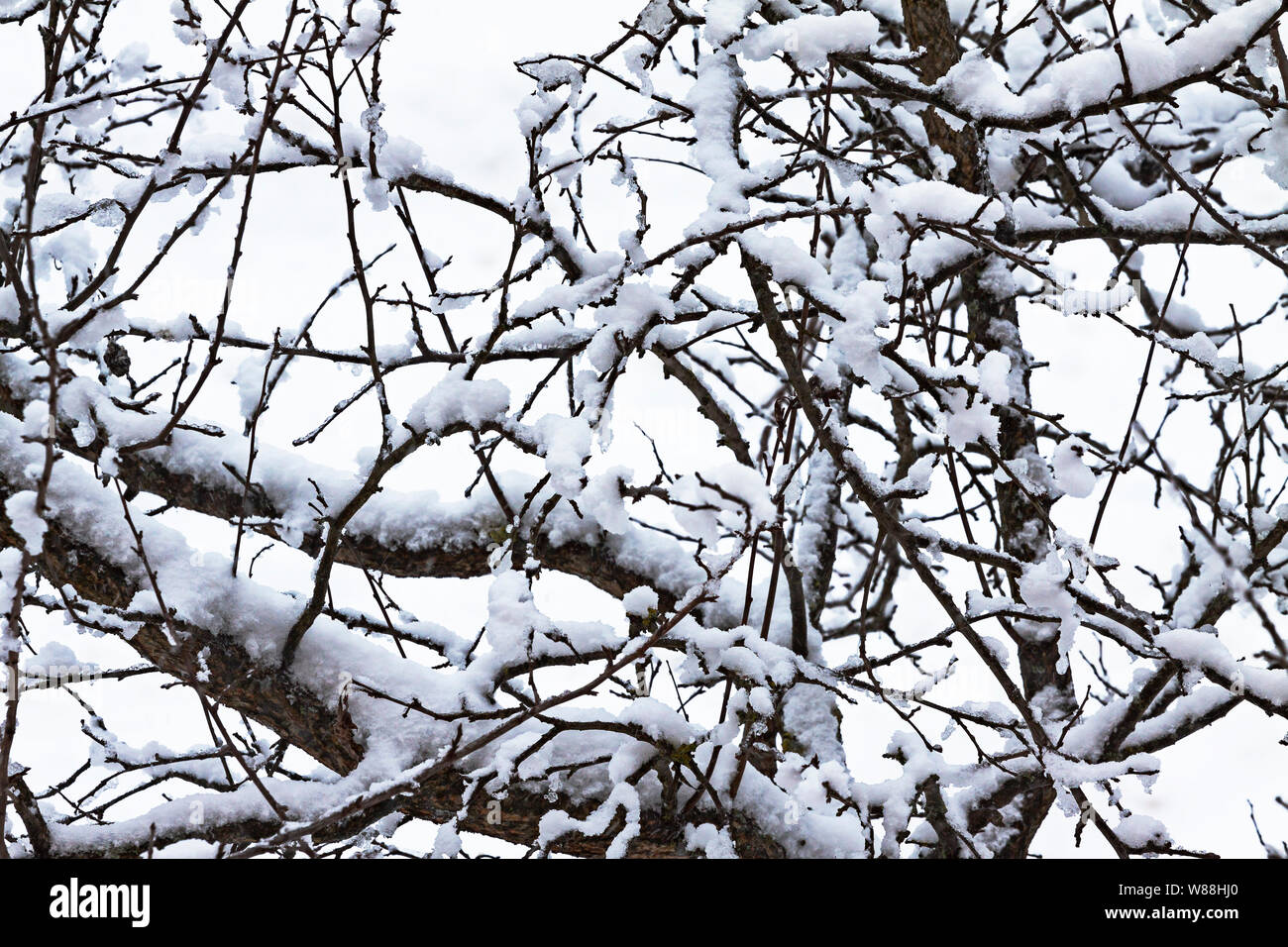 Viel Schnee auf den Ästen der Bäume. Stockfoto