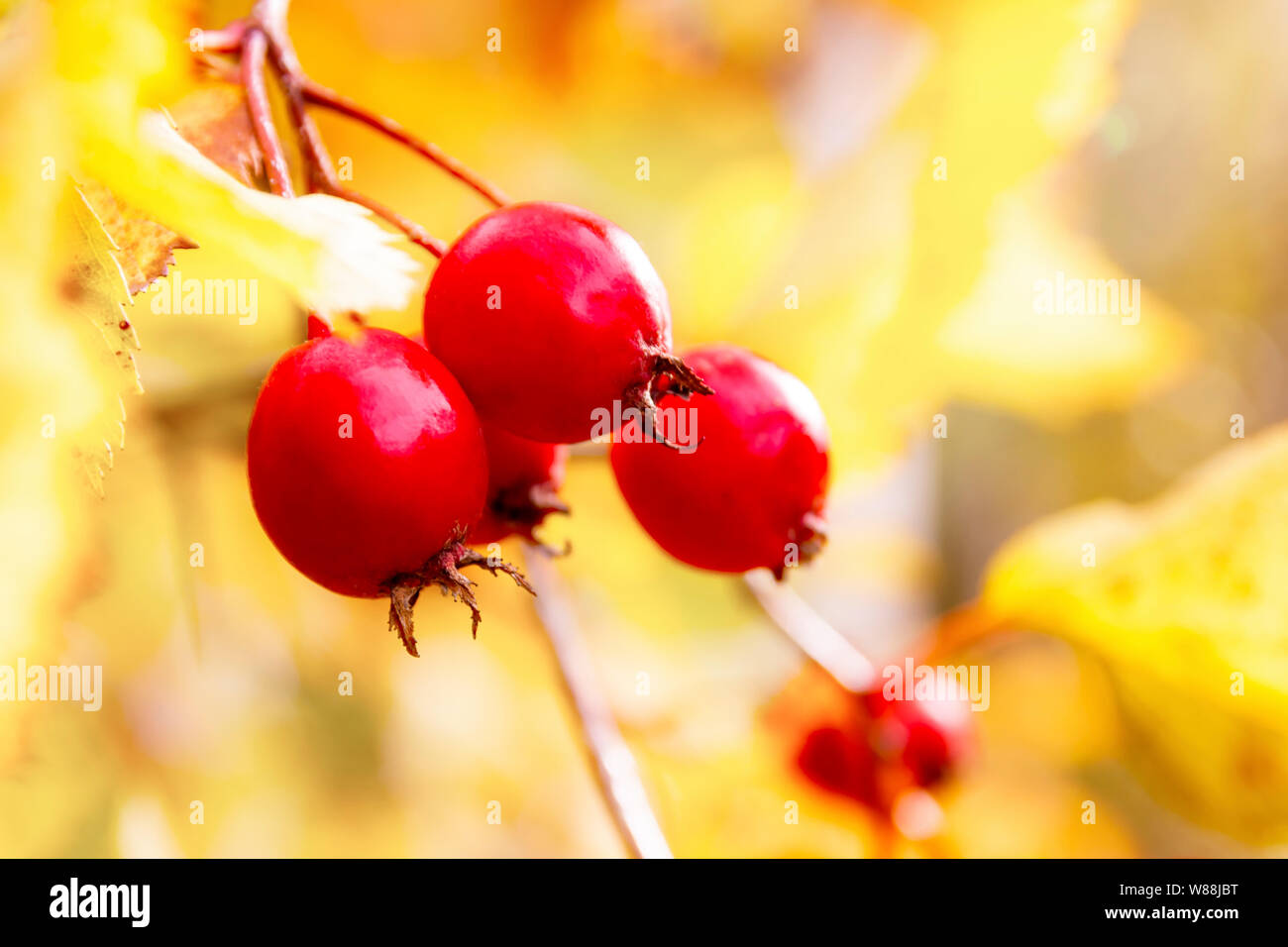 Weißdornbeeren im Spätherbst vor dem Hintergrund gelber Blätter Stockfoto
