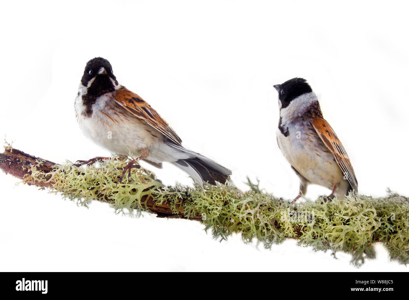 Künstlerische Komposition von zwei schönen bunten Vögel auf Zweig abgedeckt und mit gemusterten Rotwild Moss. Mönchsgrasmücke (Emberiza schoeniclus) Stockfoto