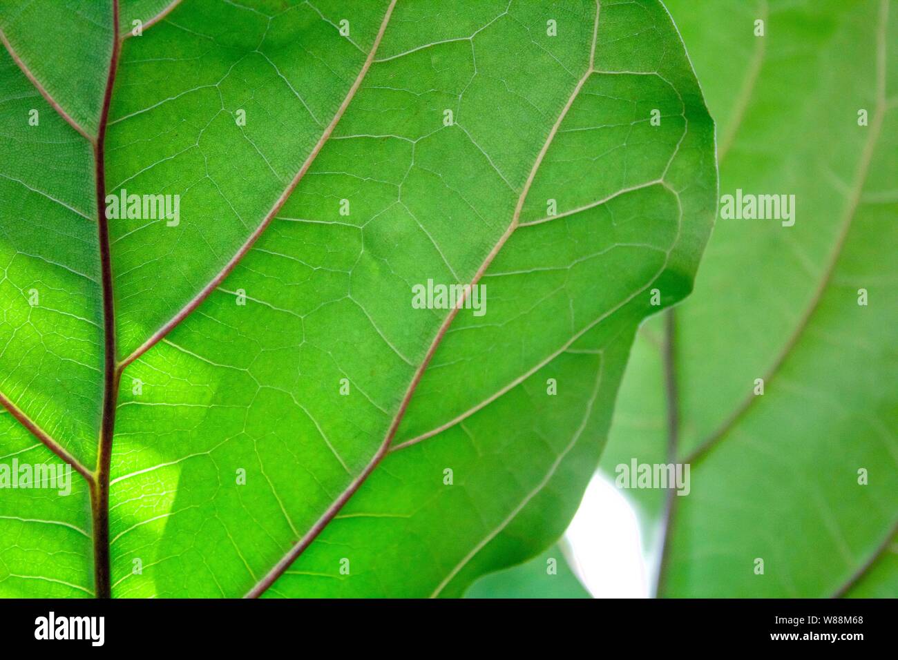Nahaufnahme der große grüne Blätter Stockfoto