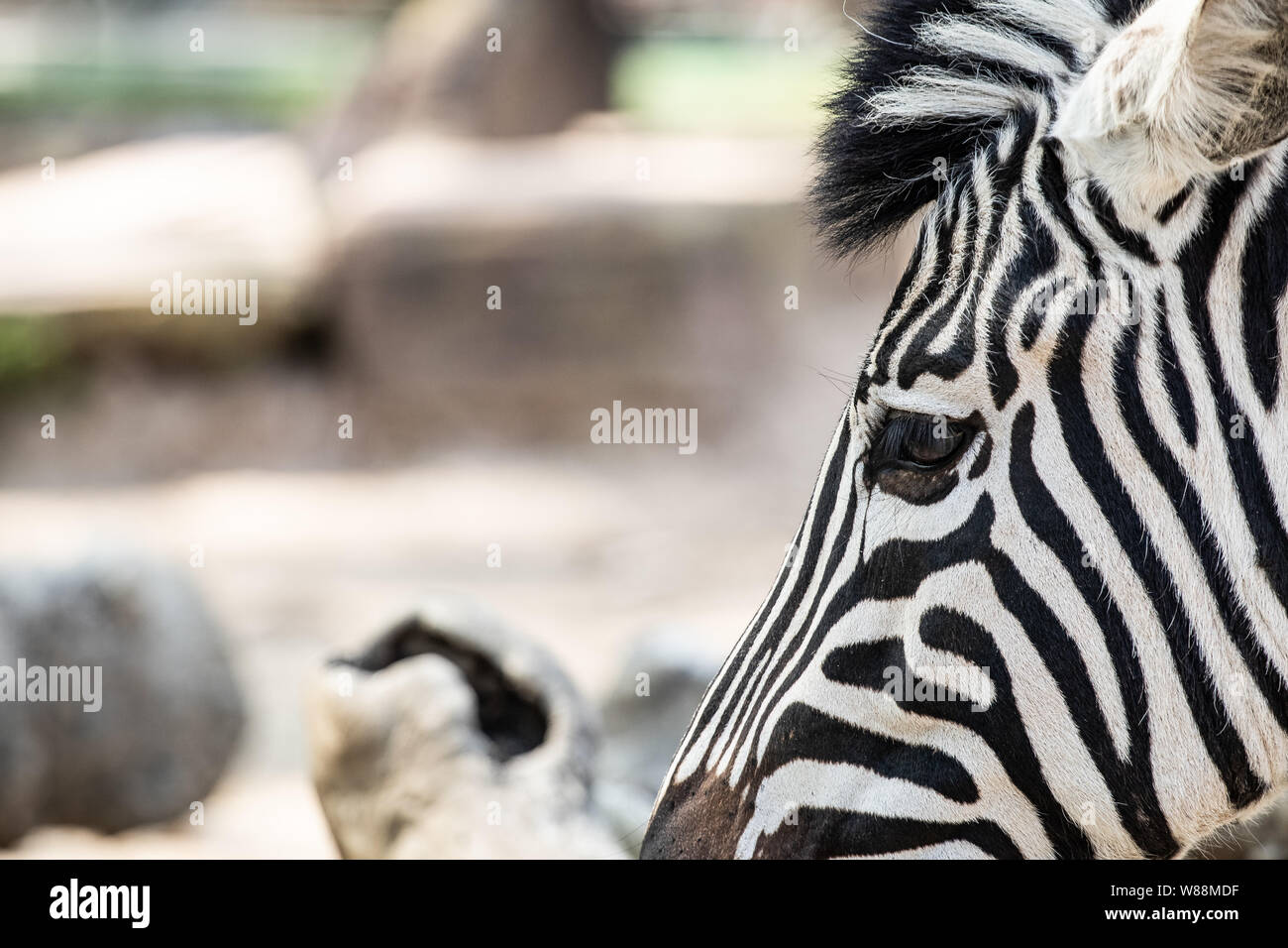 Zebra Wild Animal head Portrait Stockfoto