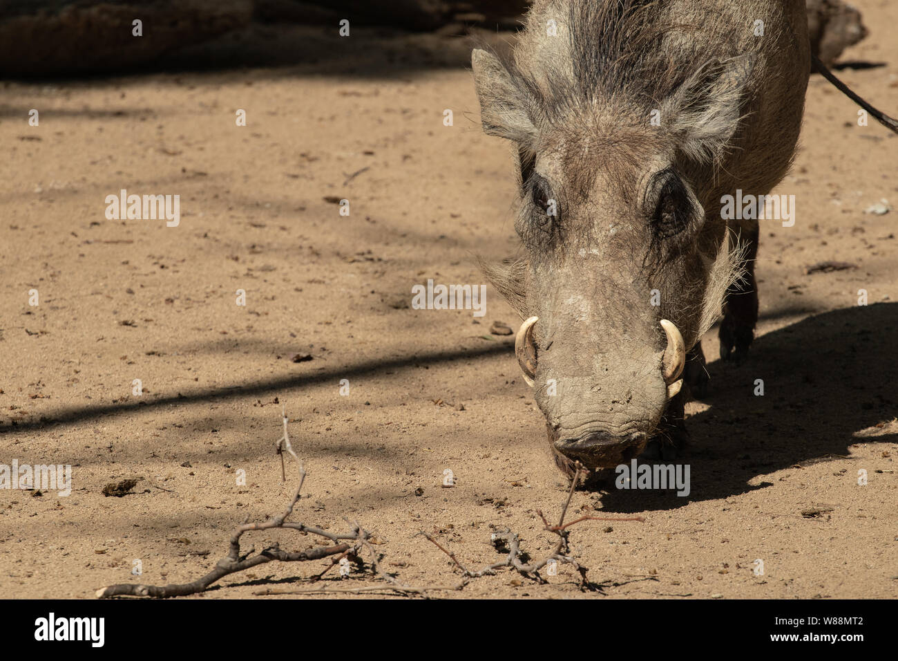 Faccero Warzenschwein auf einem Braunen sandigen Boden Stockfoto