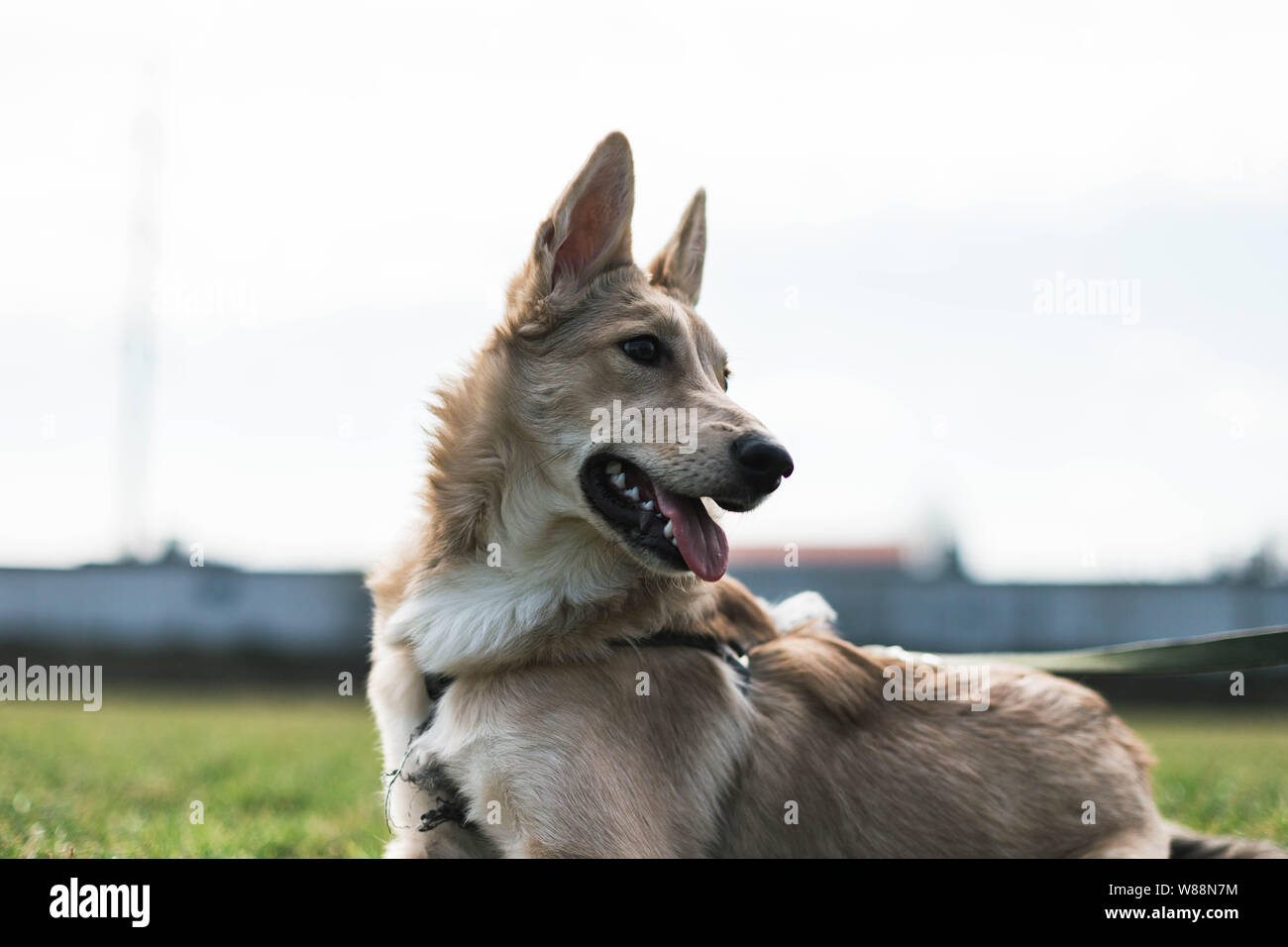 Beige schöner Hund, Husky in die Ferne schaut Stockfoto