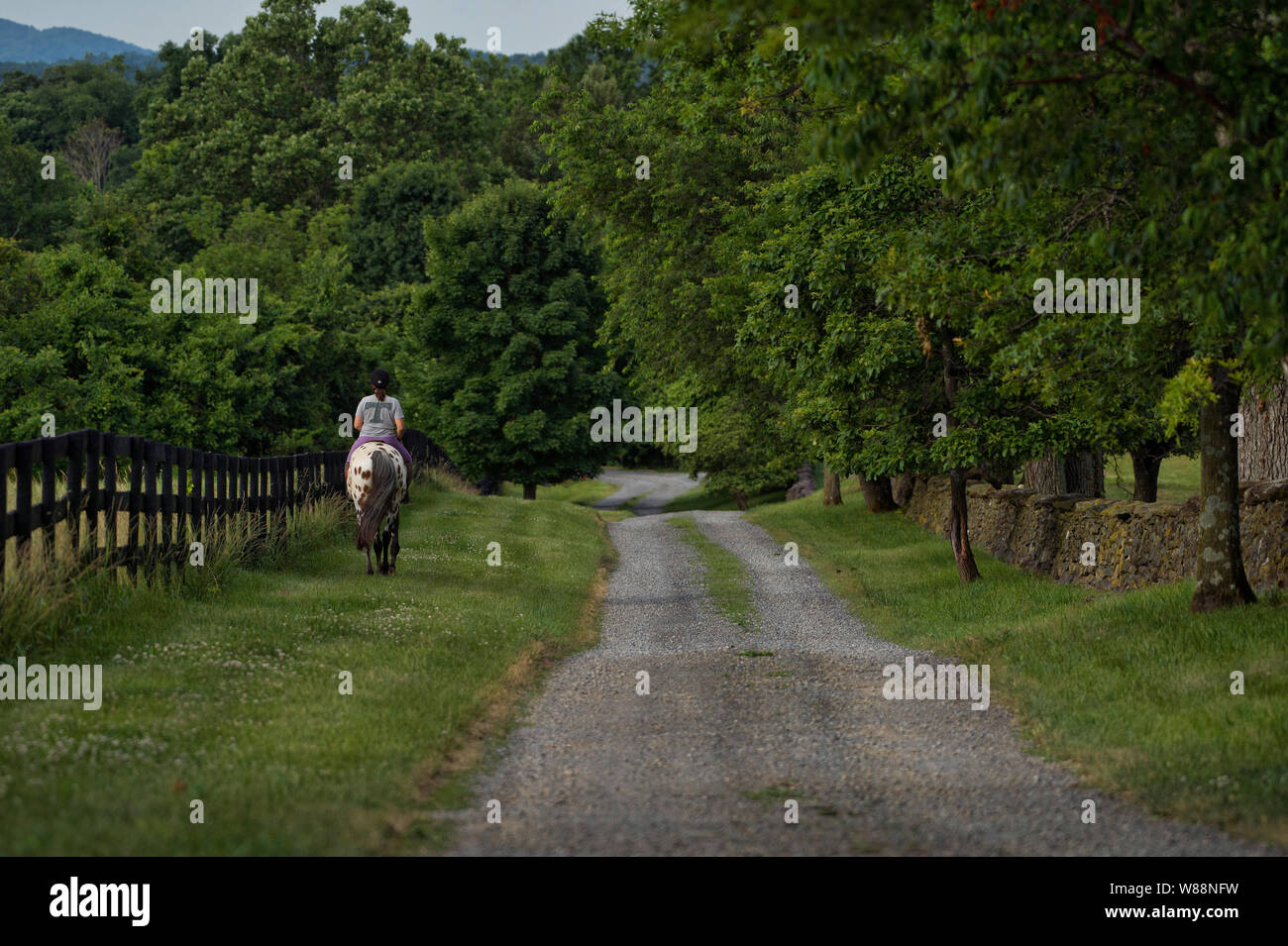 UNITED STATES - Juni 12, 2019: ein Reiter macht ihren Weg nach unten Millville Road in der Nähe von Bloomfield. (Foto von Douglas Graham/WLP) Stockfoto