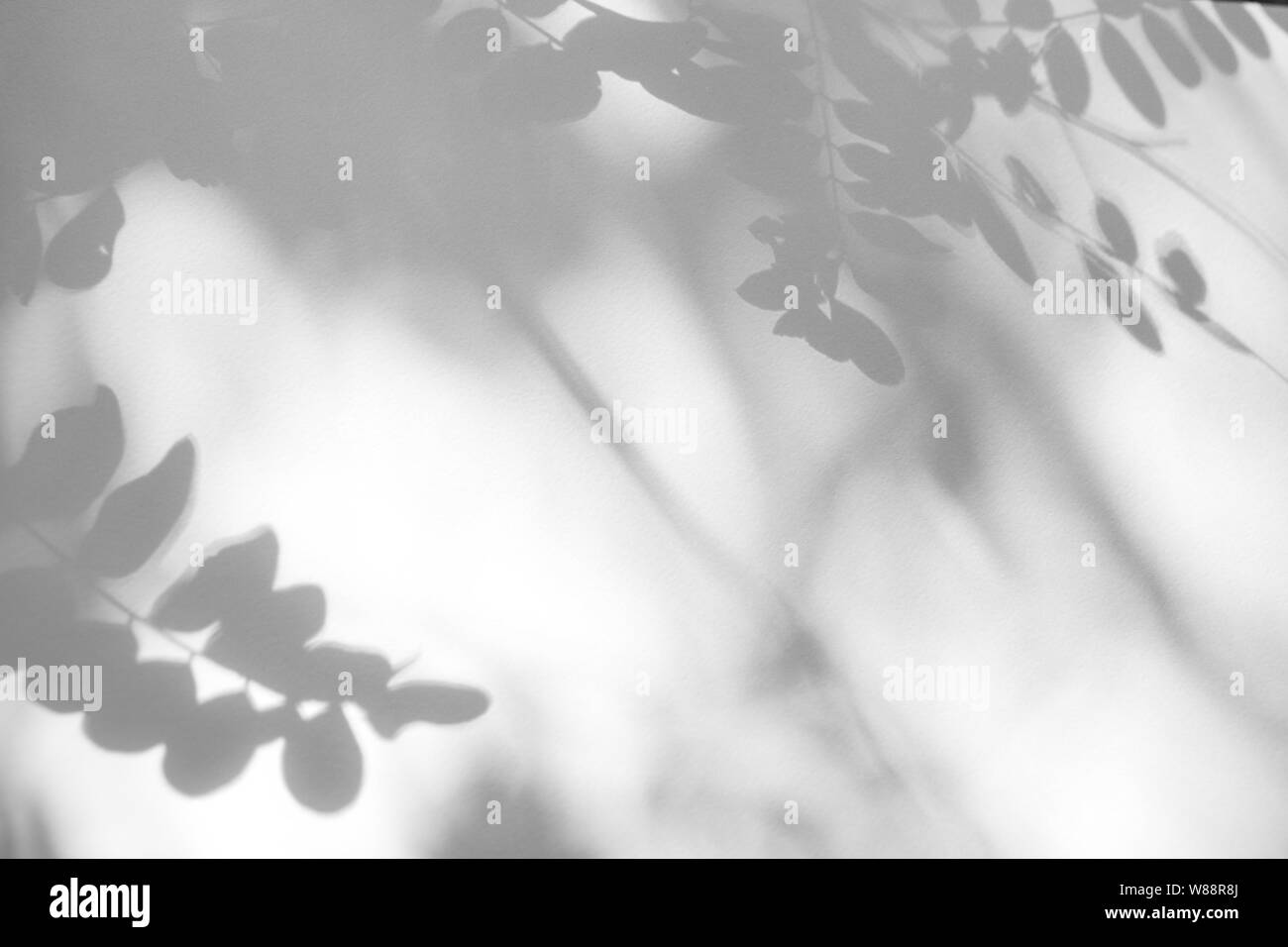 Graue Schatten der Blätter auf eine weiße Wand. Abstrakten neutralen Charakter Konzept Hintergrund. Platz für Text. Stockfoto