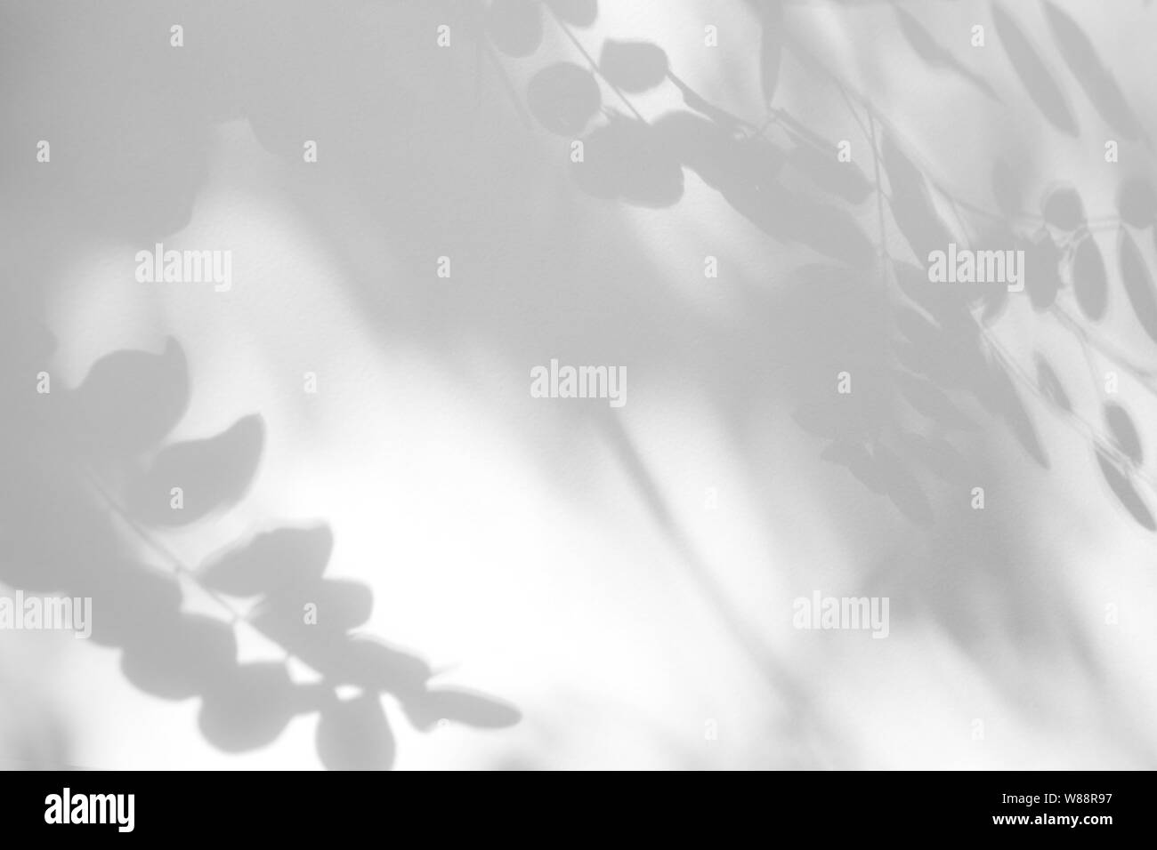 Graue Schatten der Blätter auf eine weiße Wand. Abstrakten neutralen Charakter Konzept Hintergrund. Platz für Text. Stockfoto