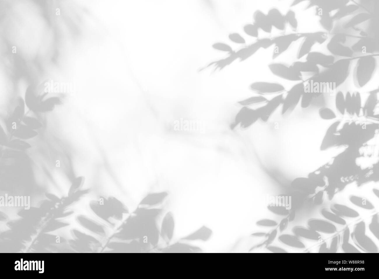 Graue Schatten der Blätter auf eine weiße Wand. Abstrakten neutralen Charakter Konzept Hintergrund. Platz für Text. Stockfoto