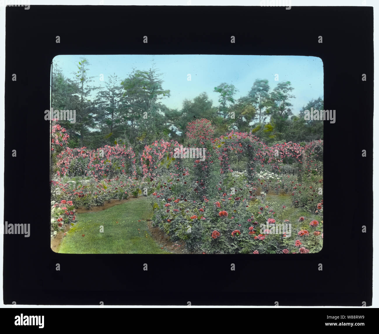 Lyndhurst, Finley Johnson Shepard House, 635 South Broadway, Tarrytown, New York. Rose Hoops Stockfoto