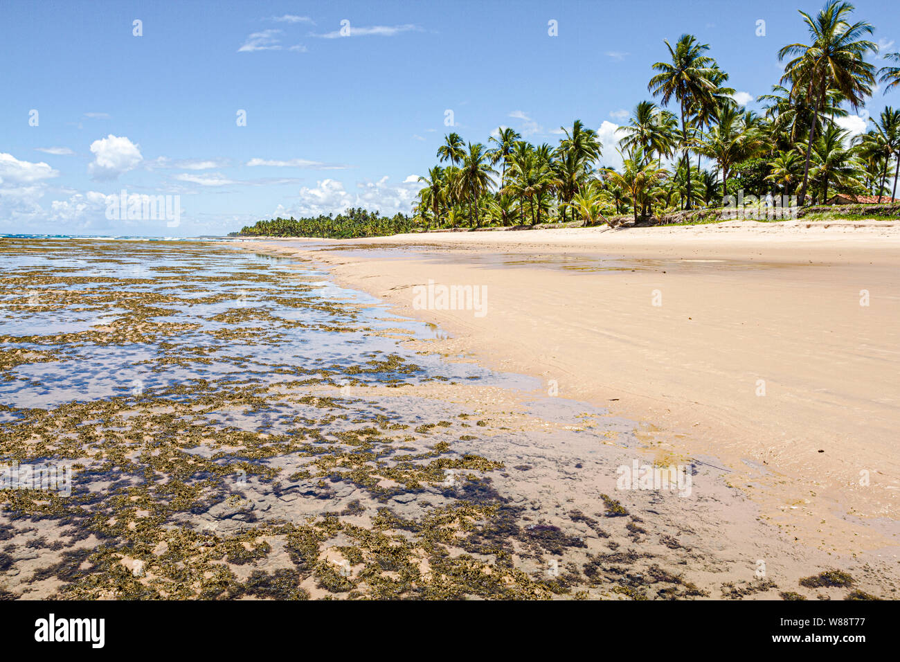 Taipu de Fora Beach, im Marau Peninsula. Marau, Bahia, Brasilien. Stockfoto